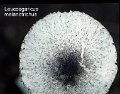 Leucoagaricus melanotrichus-amf1166